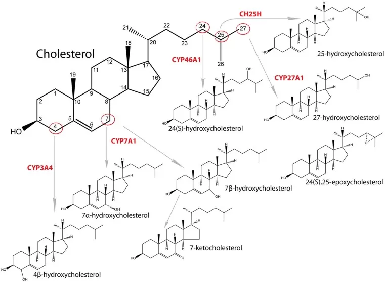 Synthesis and structure of major oxysterols - enzymatic pathways